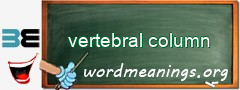 WordMeaning blackboard for vertebral column